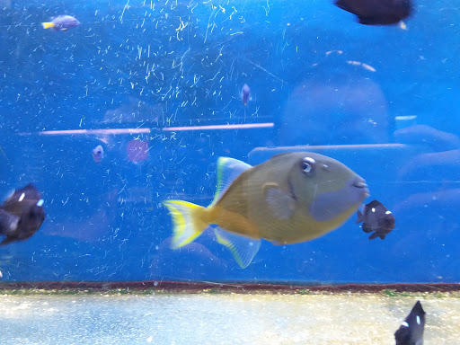 Pet Supply Store «Whiteway Pet Shop», reviews and photos, 950 Elizabeth Ave, Elizabeth, NJ 07201, USA