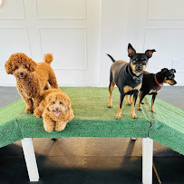 Aloha Pet Resort - Photo 4 - Car repair in Aventura, FL, Hollywood