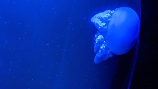 Aquarium «The Aquarium at Rockport Harbor, Inc.», reviews and photos, 706 Navigation Cir, Rockport, TX 78382, USA