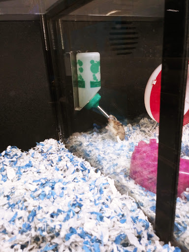 Pet Supply Store «PetSmart», reviews and photos, 450 Fairview Ave, Hudson, NY 12534, USA