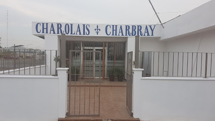 Charolais Charbray