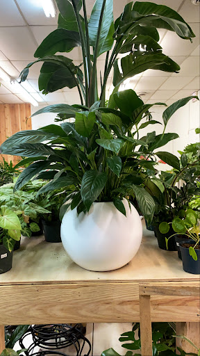 Green Spaces Plant Shop