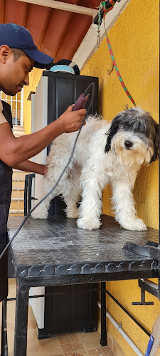 Foto de Estetica veterinaria en Villahermosa, Tabasco