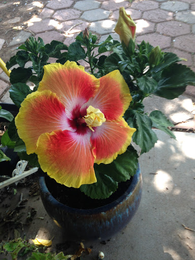 Gift Shop «Canada Mart», reviews and photos, 210 W Andy Devine Ave, Kingman, AZ 86401, USA