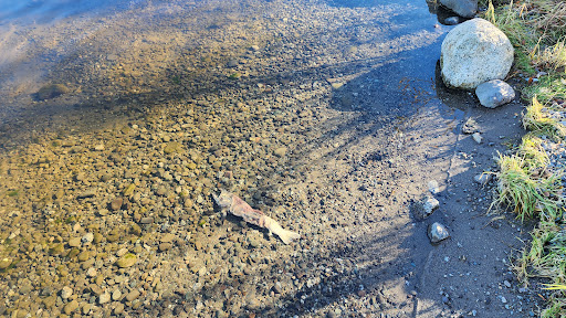 National Park «Katmai National Park and Preserve», reviews and photos