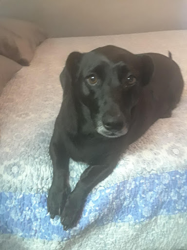 Pet Groomer «Pupazzo Dog Grooming Xprss & Pet Supplies», reviews and photos, 2080 E Pacific Coast Hwy, Long Beach, CA 90804, USA