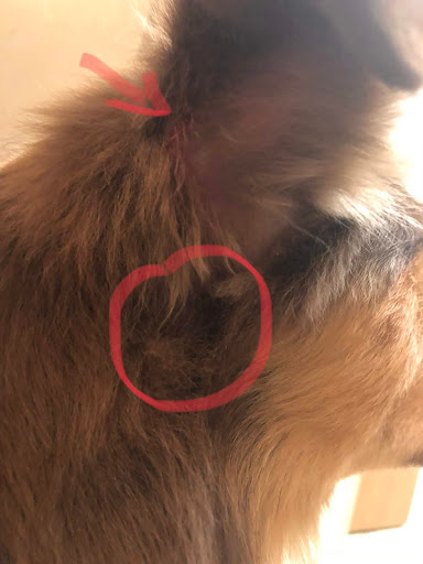 Dog Day Care Center «K9 Behavior UT, LLC», reviews and photos, 1458 Main St, Salt Lake City, UT 84115, USA