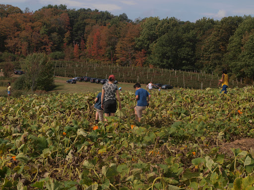 Tourist Attraction «Sunflower Maze», reviews and photos, South St, Middlefield, CT 06455, USA