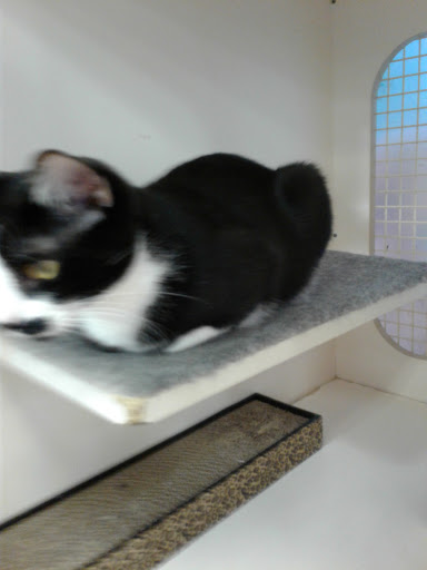 Pet Supply Store «Petco Animal Supplies», reviews and photos, 3050 N Rock Rd, Wichita, KS 67226, USA