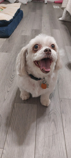 The Family Dog Grooming