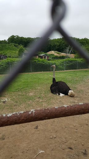 Zoo «Lupa Zoo», reviews and photos, 62 Nash Hill Rd, Ludlow, MA 01056, USA