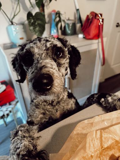 Homeward Bound Pets Spay and Neuter Clinic image