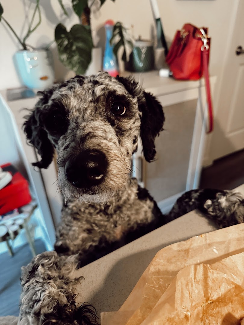 Homeward Bound Pets Spay and Neuter Clinic