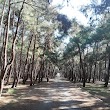 Florya Atatürk Ormanı