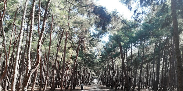 Florya Atatürk Ormanı
