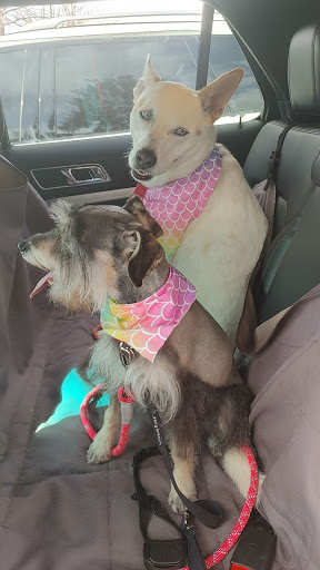 Pet Supply Store «Petco Animal Supplies», reviews and photos, 10315 E Shelby Dr, Collierville, TN 38017, USA