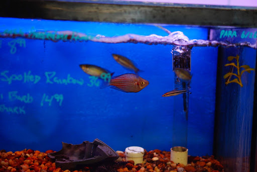 Pet Supply Store «Panhandle Pet Supply», reviews and photos, 3661 N Monroe St, Tallahassee, FL 32303, USA