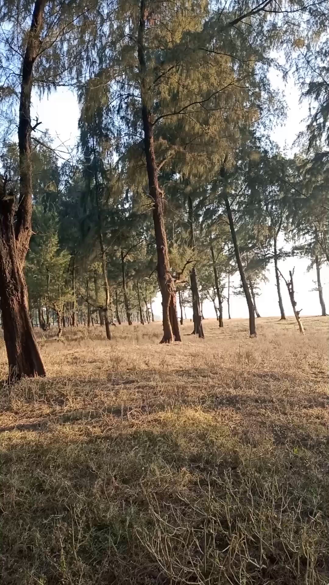 Chikhale Beach