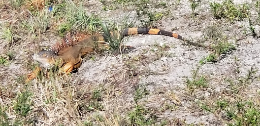 Park «Sunset Park», reviews and photos, 10600 Cleary Blvd, Plantation, FL 33324, USA