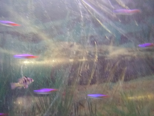 Tropical Fish Store «Delta Pet Center LLC», reviews and photos, 1370 Corporate Square Blvd, Slidell, LA 70458, USA