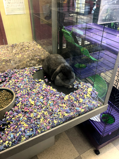 Pet Store «Petland Las Vegas», reviews and photos, 8800 W Charleston Blvd #3, Las Vegas, NV 89145, USA