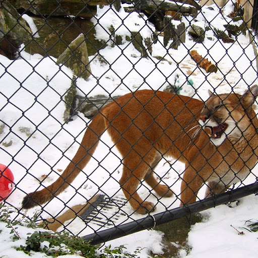 Zoo «Elmwood Park Zoo», reviews and photos, 1661 Harding Blvd, Norristown, PA 19401, USA