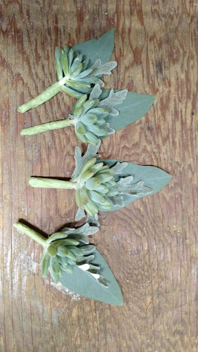 Florist «Milwaukie Floral and Garden», reviews and photos, 3306 SE Lake Rd, Milwaukie, OR 97222, USA