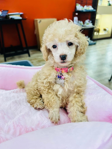 Pet Supply Store «Petland Dallas», reviews and photos, 11909 Preston Rd, Dallas, TX 75230, USA