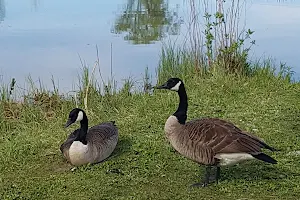 Mac Johnson Wildlife Area image