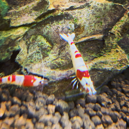 Mini-Shrimp unter Munich, 