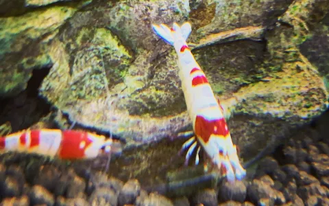 Mini-Shrimp image