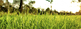 Pink Lawn Care - Photo 3 - Car repair in Jacksonville, FL, Jacksonville