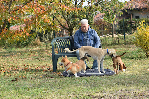 Pensioni per cani e dog hotel a Dog's tale ~ Centro cinofilo