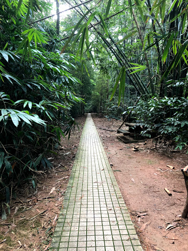 Bukit Nanas Forest Reserve