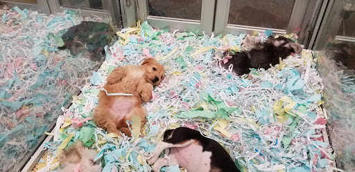 Pet Store «The Puppy Store», reviews and photos, 1163 Merrick Ave, Merrick, NY 11566, USA