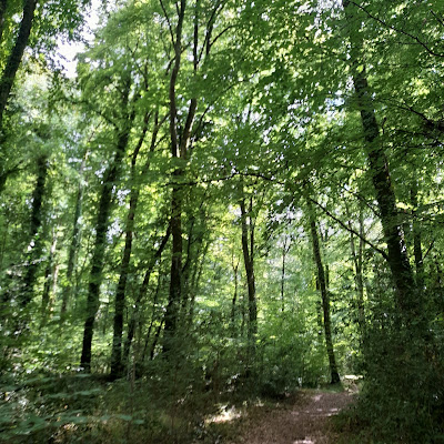 Forêt du Gâvre à Le Gavre
