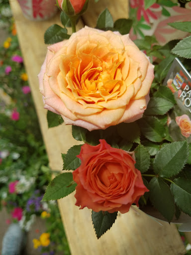 Florist «Metropolitan Plant & Flower Exchange Inc.», reviews and photos, 2125 Fletcher Ave, Fort Lee, NJ 07024, USA