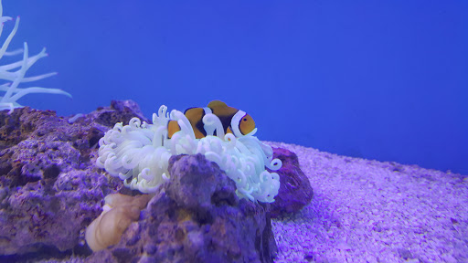 Pet Store «Foothill Aquatic & Pets», reviews and photos, 2349 Foothill Blvd, La Verne, CA 91750, USA