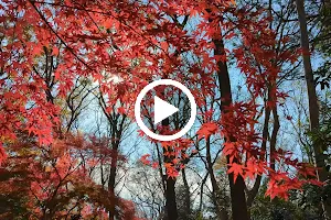 Maruyama Civic Forest image