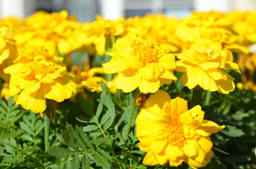 Hardware Store «Ace Hardware of Donelson», reviews and photos, 2730 Lebanon Pike, Nashville, TN 37214, USA