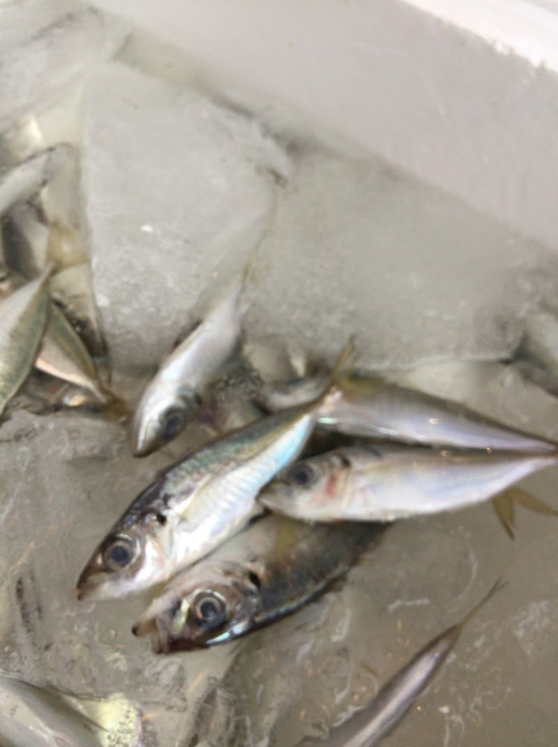 魚藤 千葉県富津市湊 鮮魚店 グルコミ