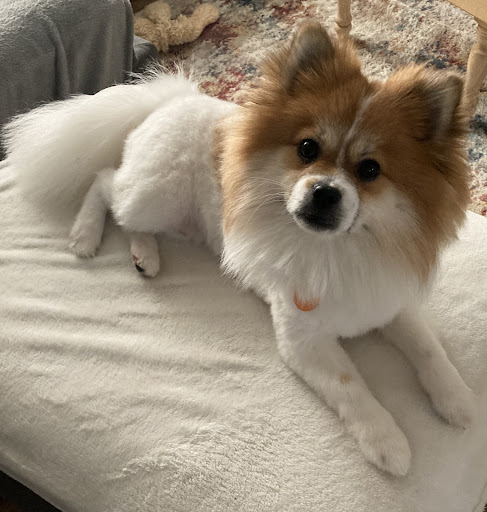 Pet Store «The Pet Store», reviews and photos, 1710 Lincoln Way E #18, Chambersburg, PA 17202, USA