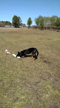 Family Dog Club - Car repair in Chesapeake, VA, Virginia Beach - Rated 4.4/5