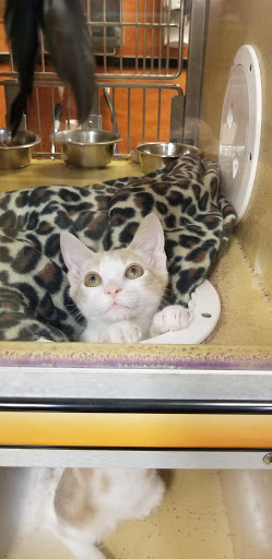 Pet Supply Store «PetSmart», reviews and photos, 21430 Wolf Rd, Mokena, IL 60448, USA