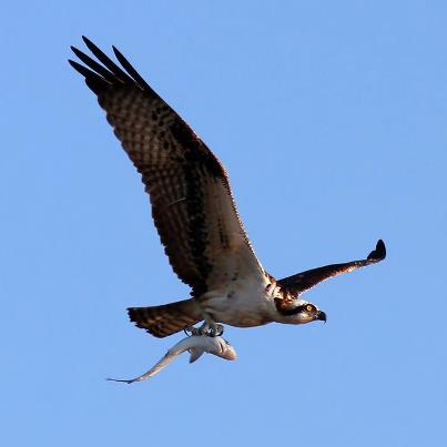 Surf Shop «Surf The Earth», reviews and photos, 47 Da Gullah Way, Pawleys Island, SC 29585, USA