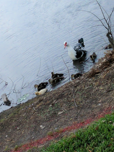 Golf Course «Sharpstown Country Club», reviews and photos, 6600 Harbor Town Dr, Houston, TX 77036, USA