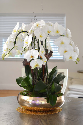 Florist «The Orchid House», reviews and photos, 2265 Coral Way, Miami, FL 33145, USA