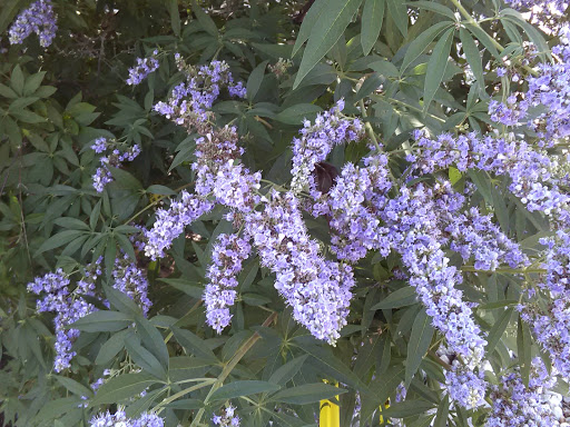 Park «Lake Cliff Park», reviews and photos, 300 E Colorado Blvd, Dallas, TX 75201, USA