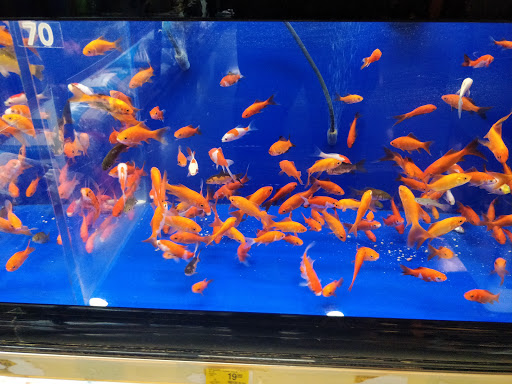 Pet Supply Store «PetSmart», reviews and photos, 11833 Dallas Pkwy, Frisco, TX 75033, USA