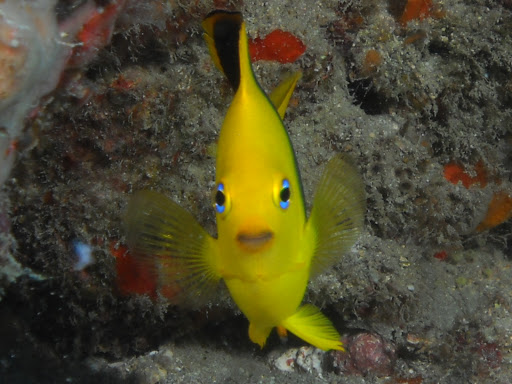 Dive Shop «Dive Shop Kissimmee», reviews and photos, 4916 W Irlo Bronson Memorial Hwy, Kissimmee, FL 34746, USA